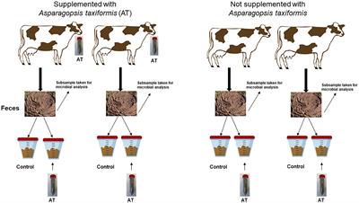 Reducing methane production from stored feces of dairy cows by Asparagopsis taxiformis